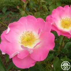 Angelina -HEIRLOOM ROSES Sales angelina 15