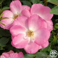 Angelina -HEIRLOOM ROSES Sales angelina 1 1