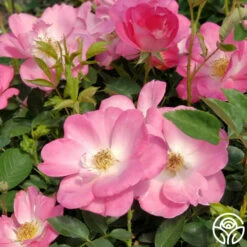 Angelina -HEIRLOOM ROSES Sales angelina 3 1