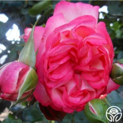 Antique -HEIRLOOM ROSES Sales antique 1