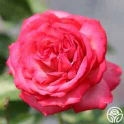 Antique -HEIRLOOM ROSES Sales antique 45