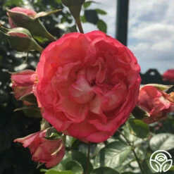 Antique -HEIRLOOM ROSES Sales antique 5