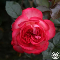 Antique -HEIRLOOM ROSES Sales antique 7