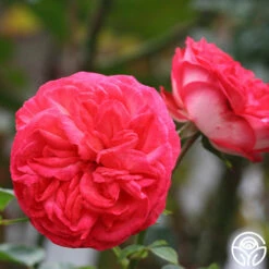 Antique -HEIRLOOM ROSES Sales antique 8