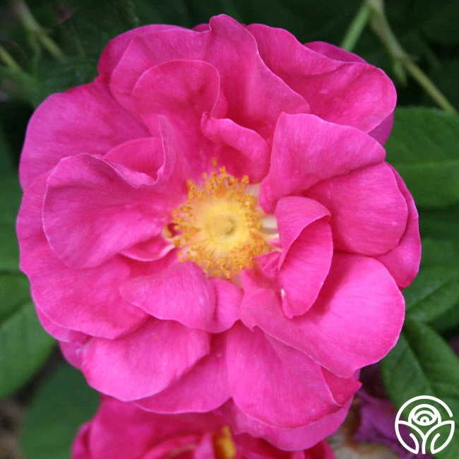 Apothecary's Rose in full bloom