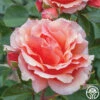 Apricot Candy™ -HEIRLOOM ROSES Sales apricot candy 1 1
