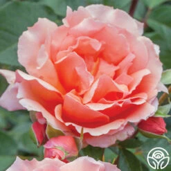 Apricot Candy™ -HEIRLOOM ROSES Sales apricot candy 2
