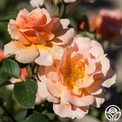 Apricot Candy™ -HEIRLOOM ROSES Sales apricot candy 4 1