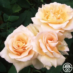 Apricot Nectar™ -HEIRLOOM ROSES Sales apricot nectar 1 1 1