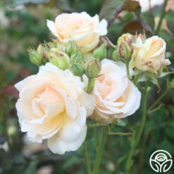 Apricot Nectar™ -HEIRLOOM ROSES Sales apricot nectar 2 2