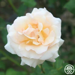 Apricot Nectar™ -HEIRLOOM ROSES Sales apricot nectar 4