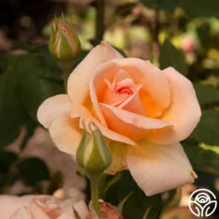 Apricot Nectar™ -HEIRLOOM ROSES Sales apricot nectar 5