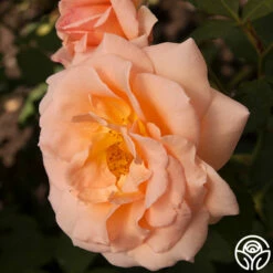 Apricot Nectar™ -HEIRLOOM ROSES Sales apricot nectar 6