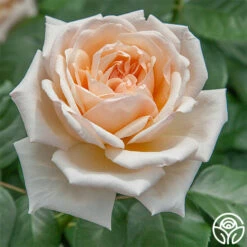 Apricots N' Cream™ 18 Apricots N' Cream™ -HEIRLOOM ROSES Sales apricots n cream 1