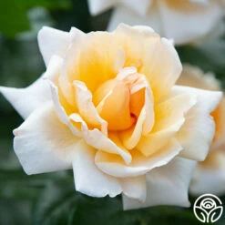 Apricots N' Cream™ 22 Apricots N' Cream™ -HEIRLOOM ROSES Sales apricots n cream 2