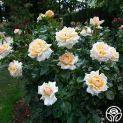 Apricots N' Cream™ 20 Apricots N' Cream™ -HEIRLOOM ROSES Sales apricots n cream 3