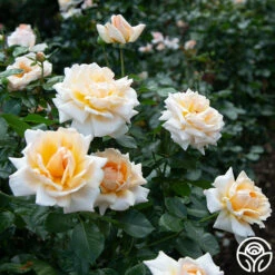 Apricots N' Cream™ 23 Apricots N' Cream™ -HEIRLOOM ROSES Sales apricots n cream 4