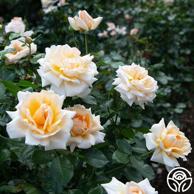 Apricots N' Cream™ 10 Apricots N' Cream™ - Image 8