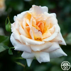 Apricots N' Cream™ 27 Apricots N' Cream™ -HEIRLOOM ROSES Sales apricots n cream 5