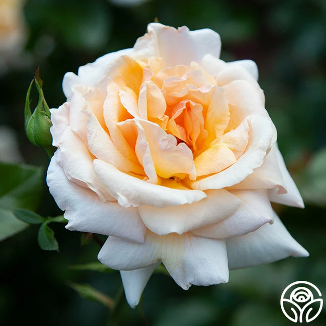 Apricots N' Cream™ 14 Apricots N' Cream™ - Image 12