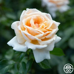 Apricots N' Cream™ 28 Apricots N' Cream™ -HEIRLOOM ROSES Sales apricots n cream 6