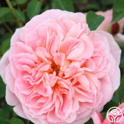 April Love™ -HEIRLOOM ROSES Sales april love 1 1