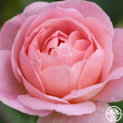April Love™ -HEIRLOOM ROSES Sales april love 2