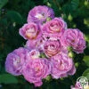 Arctic Blue™ 2 Arctic Blue™ -HEIRLOOM ROSES Sales arctic blue