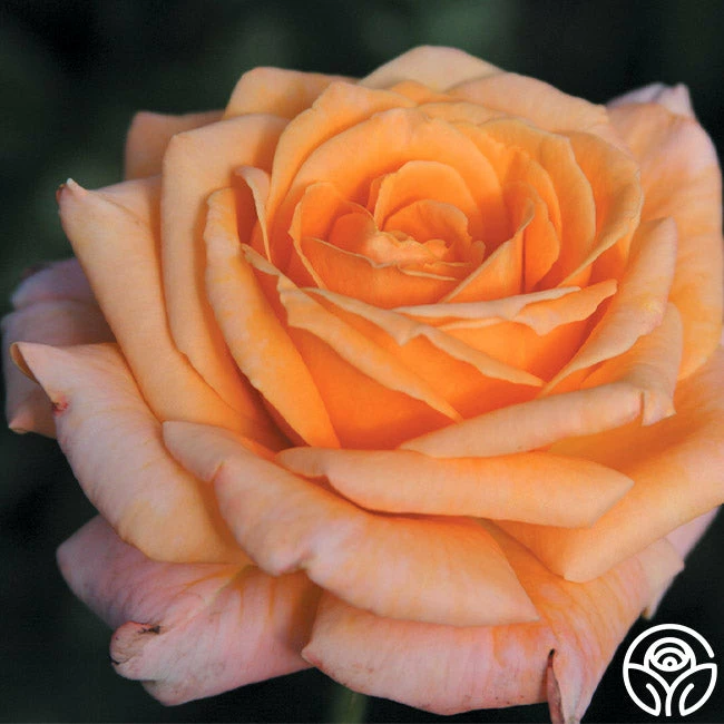 Arizona 4 Arizona - Image 2