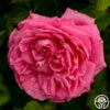 Auguste Renoir® -HEIRLOOM ROSES Sales auguste renoir 1 5