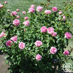 Auguste Renoir® -HEIRLOOM ROSES Sales auguste renoir 3 1 1
