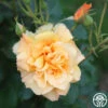 Autumn Sunset® 2 Autumn Sunset® -HEIRLOOM ROSES Sales autumn sunset 11