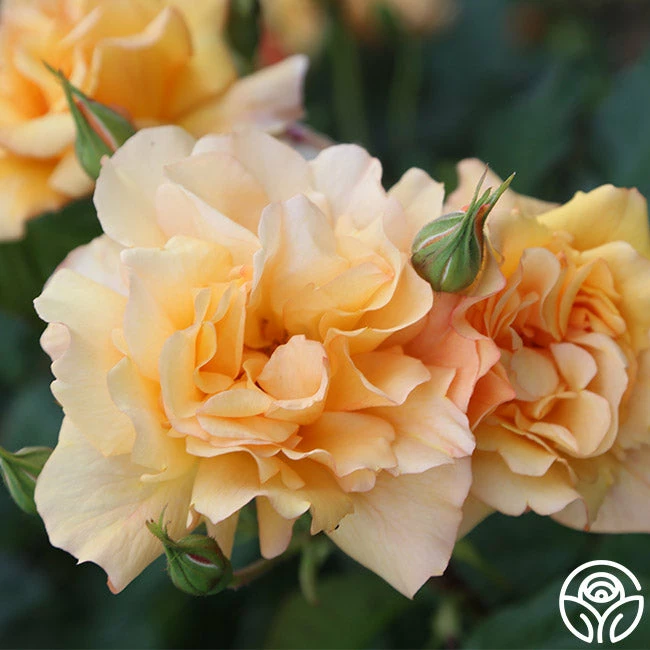 Autumn Sunset® 4 Autumn Sunset® - Image 2