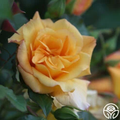 Autumn Sunset® 11 Autumn Sunset® -HEIRLOOM ROSES Sales autumn sunset 15