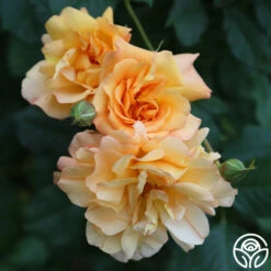 Autumn Sunset® 9 Autumn Sunset® -HEIRLOOM ROSES Sales autumn sunset 17