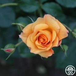 Autumn Sunset® 10 Autumn Sunset® -HEIRLOOM ROSES Sales autumn sunset 18