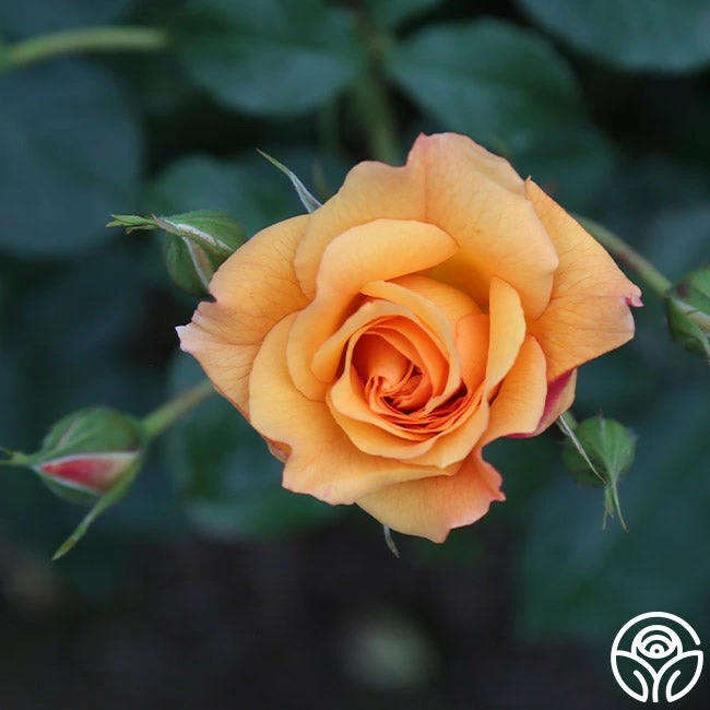 Autumn Sunset® 6 Autumn Sunset® - Image 4