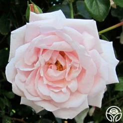 Awakening™ -HEIRLOOM ROSES Sales awakening 4