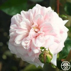 Awakening™ -HEIRLOOM ROSES Sales awakening 7 1