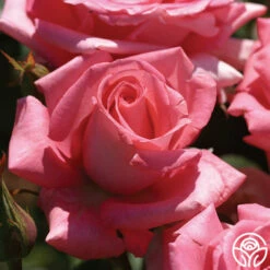 Awareness -HEIRLOOM ROSES Sales awareness 4 1