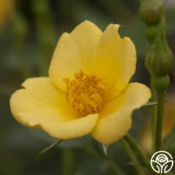 Baby Love® -HEIRLOOM ROSES Sales baby love 3 1