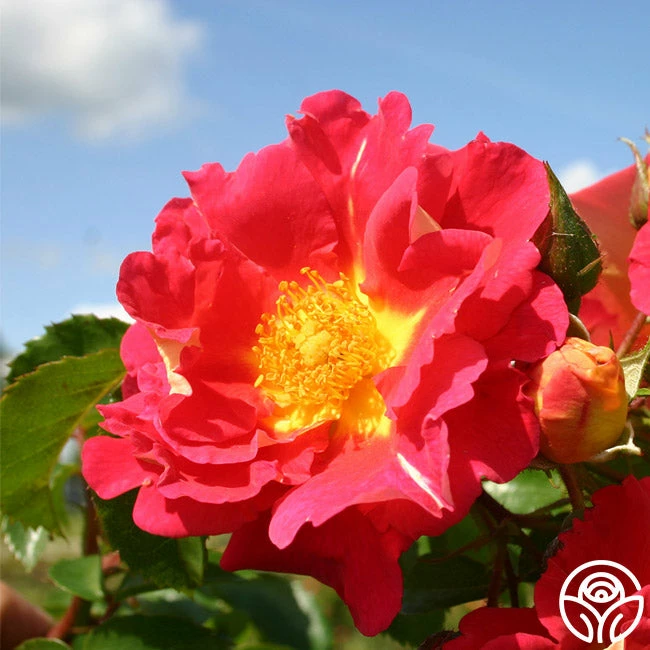 Bajazzo® 3 Bajazzo®