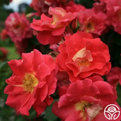 Bajazzo® 8 Bajazzo® -HEIRLOOM ROSES Sales bajazzo logo 02