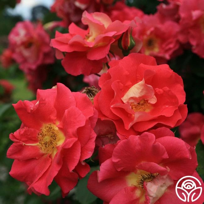 Bajazzo® 5 Bajazzo® - Image 3