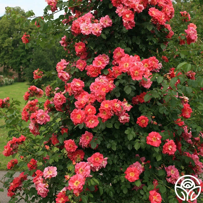 Bajazzo® 4 Bajazzo® - Image 2