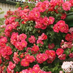 Bajazzo® 9 Bajazzo® -HEIRLOOM ROSES Sales bajazzo logo 04