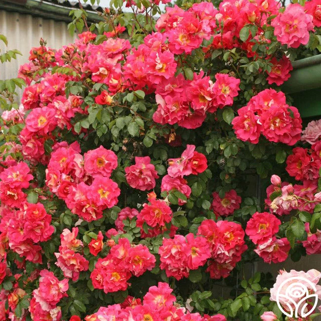 Bajazzo® 6 Bajazzo® - Image 4