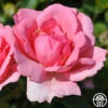 Bantry Bay® -HEIRLOOM ROSES Sales bantry bay logo 01