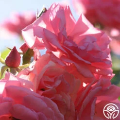 Bantry Bay® -HEIRLOOM ROSES Sales bantry bay logo 03