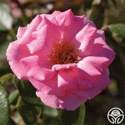 Bantry Bay® -HEIRLOOM ROSES Sales bantry bay logo 04